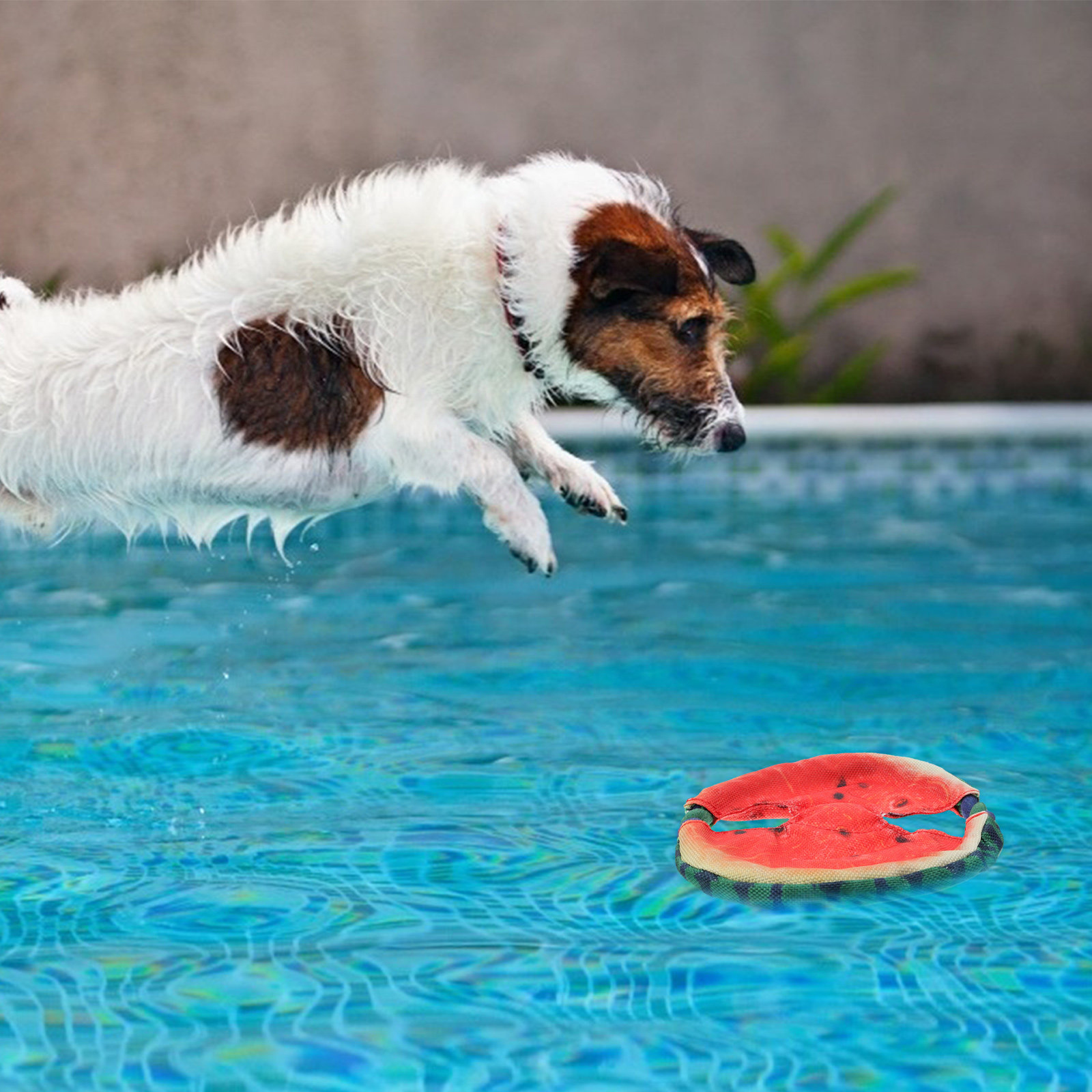 Disco volador para perros con  - Flying Disc Dog Training Toy reseña y precio